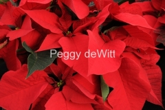 Flowers-Poinsettia-Red-2-2260