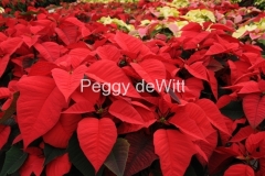 Flowers-Poinsettia-Red-3-2261