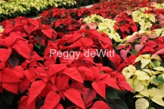 Flowers-Poinsettia-Red-4-2262