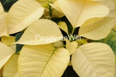 Flowers-Poinsettia-White-1-2264