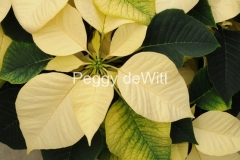 Flowers-Poinsettia-White-2-2265