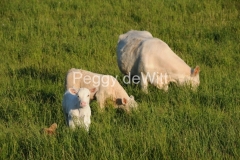 Cows-Beef-White-2897