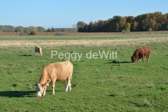 Cows-Grazing-Bethel-Road-2954