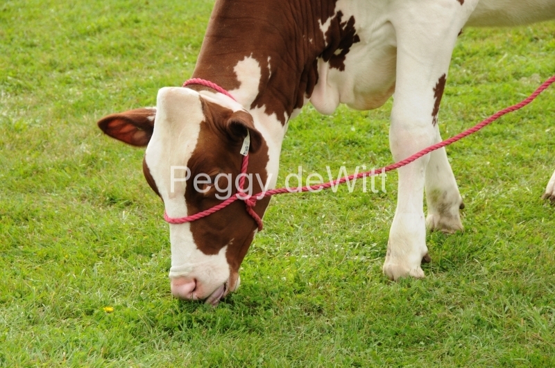 Cow Red Holstein #2004