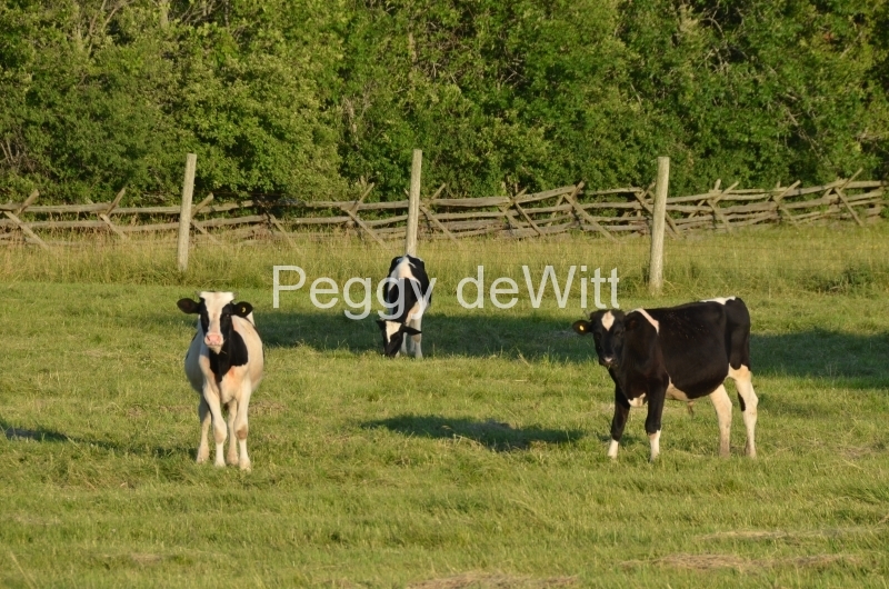Cows Holstein Calves #2955
