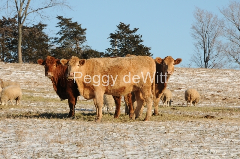 Cows With Sheep Cressy #2131