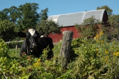 Cow Red Barn #683