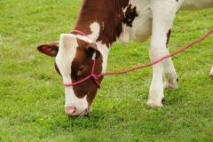 Cow Red Holstein #2004