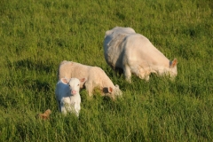 Cows Beef White #2897