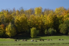 Cows Campbellford #664