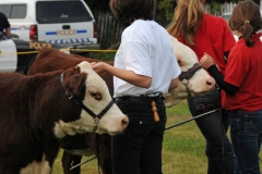 Cows Cattle Showing #2005