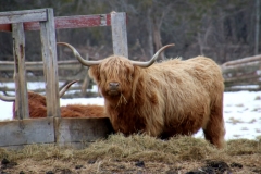 Cows Cows Highland Winter #3551 c