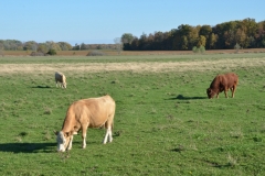 Cows Grazing Bethel Road #2954