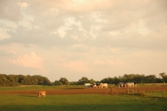 Cows West Lake Clouds #2130