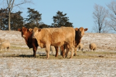 Cows With Sheep Cressy #2131