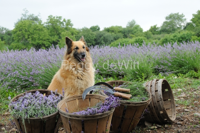 Field Lavender Dog #2157