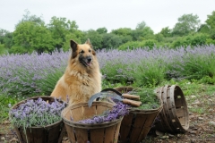 Field Lavender Dog #2157