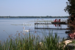 East-Lake-Dock-Swan-3675