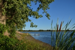 East Lake Bullrushes #2958