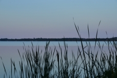East Lake Bullrushes Blue #2959