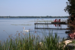 East-Lake-Dock-Swan-3675