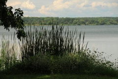 East Lake Log Cabin Point Grass #2006