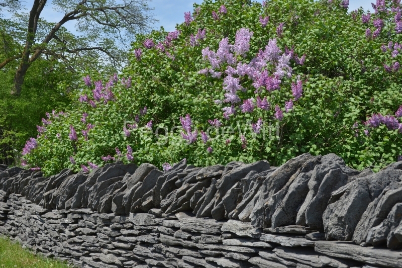 Fence Stone Lilacs #3192