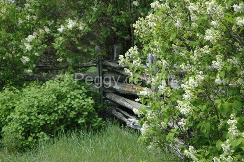 Lilacs Fence White #1557