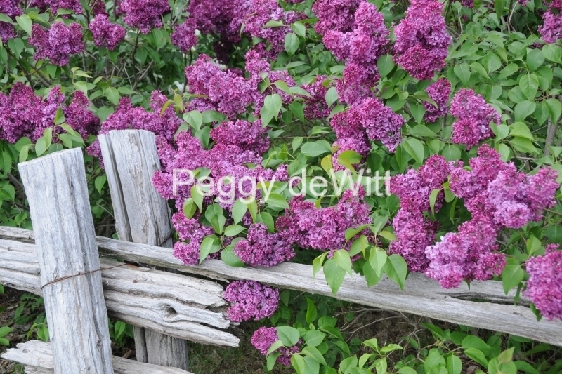 Lilacs Rail Fence #3289