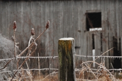 Fence Big Island Winter #2972