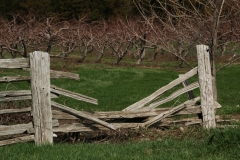 Fence Cider Co Spring #1817