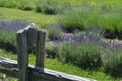 Fence Rail Lavendar #9191