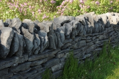 Fence Rock Lilacs #2814