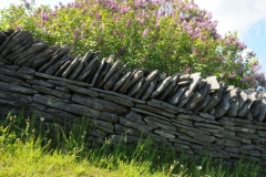 Fence Rock Lilacs Spring #2813