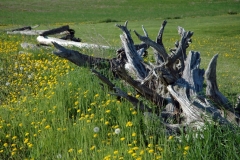 Fence Roots #745