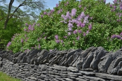 Fence Stone Lilacs #3192