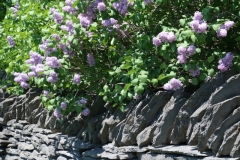 Fence-Stone-Lilacs-3679