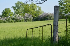 Gate-Lilacs-3729