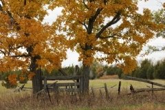 Gate Waupoos Fall #2165