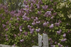 Lilacs Fence (v) L #2398