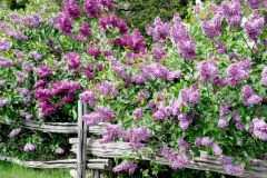 Lilacs Purple Rail Fence #3586