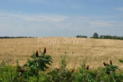 Field-Barley-Sumac-3905