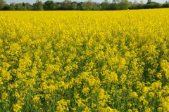 Field Canola #2144