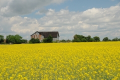 Field Canola Barn #2145