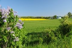 Field Canola Gilead Road #1820