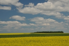 Field Canola Hillier 2 #2987