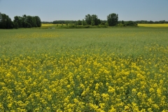 Field Canola Hillier #2986