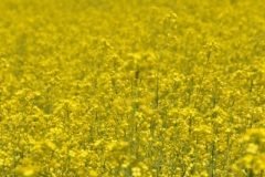 Field Canola Hillier(v) #2988