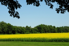 Field Canola Milford 2 #2511