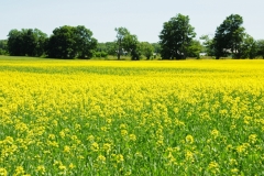 Field Canola Milford Closeup #2510